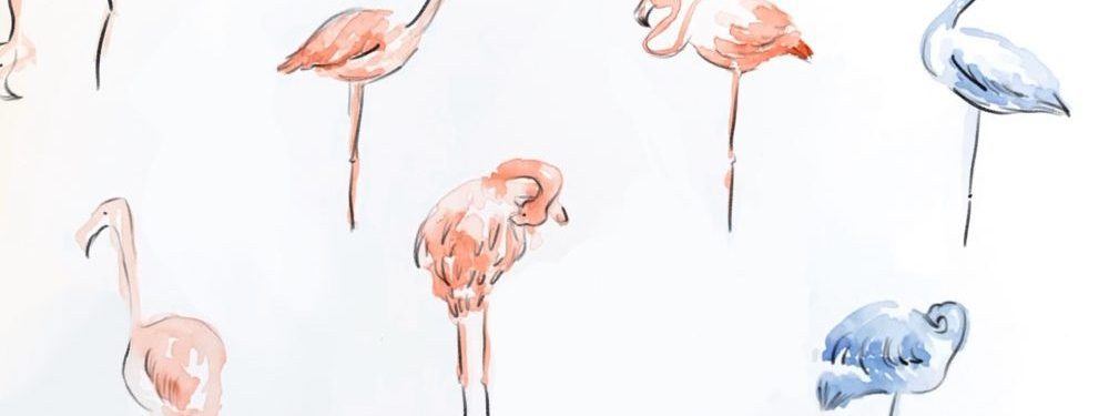 Life drawing Flamingos